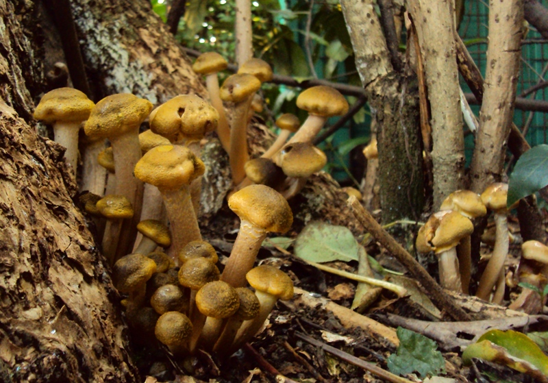 bulimia fungina al parco